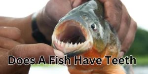 does a fish have teeth