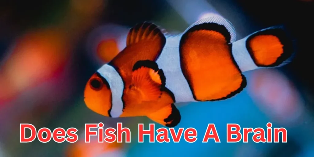 does fish have a brain (1)