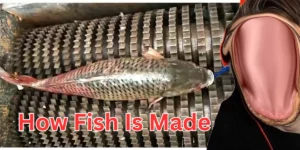how fish is made (1)